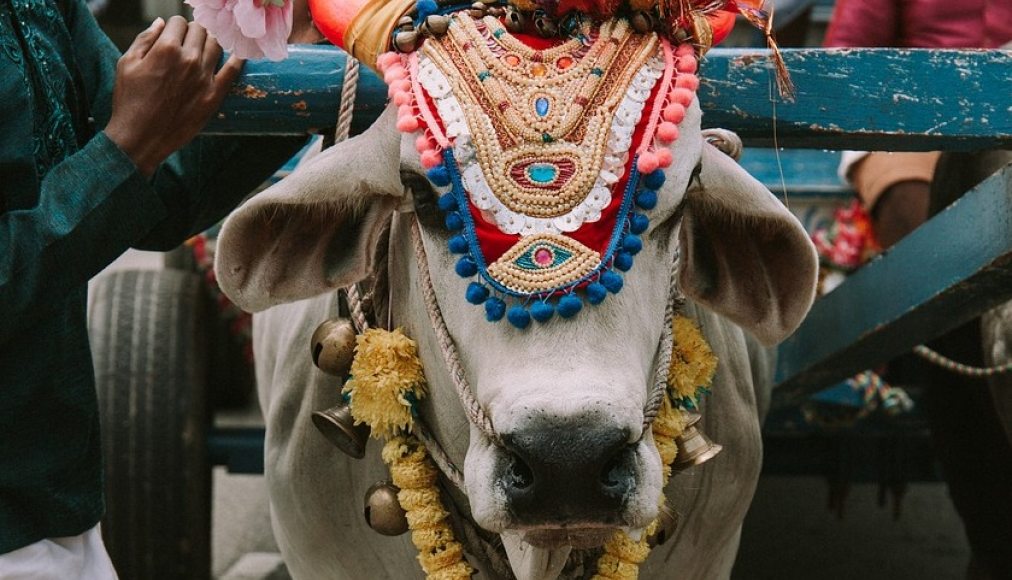 Le gouvernement indien organise un quiz géant sur le thème de la vache / ©Pixabay