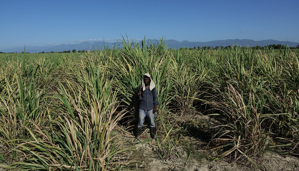 Un Haïtien d&#039;orgine dans un champ de canne à sucre en République dominicaine / ©Jean-Claude Gerez/RTSreligion