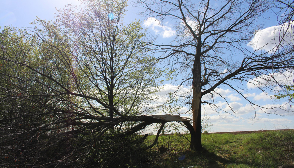 Un arbre en partie brisé