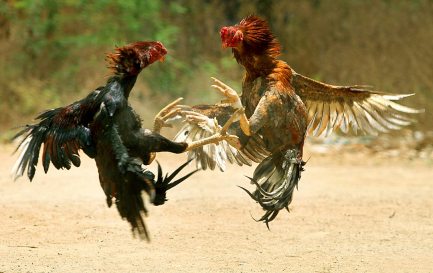 Un combat de coqs / ©Wikimedia Commons/Amshudhagar/CC BY-SA 3.0